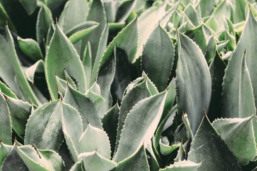 Aloe Vera for Acid Reflux