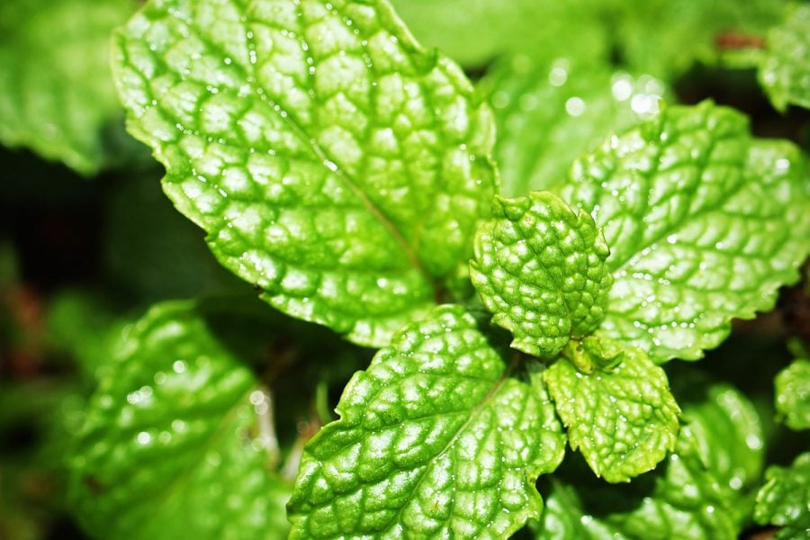 xylitol mints and gums